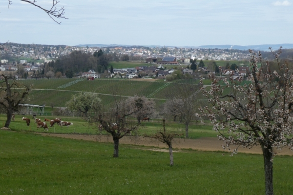 Rebenweg Aesch - Ettingen - Therwil