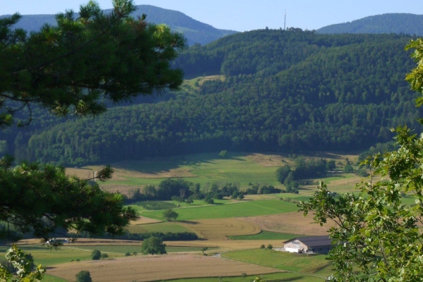 Ruine Sternenfels und Chriesibluescht