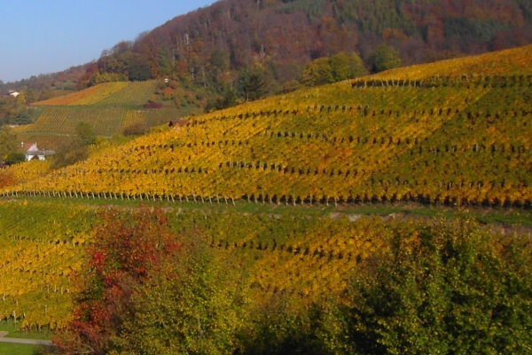 Rebenweg Maisprach-Buus-Wintersingen