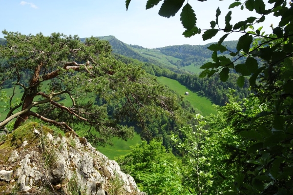 Hirnichopf und Hohrütigrat