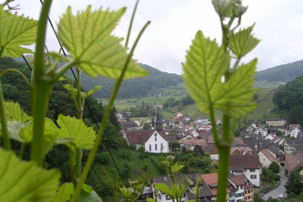 Rebenweg Maisprach-Buus-Wintersingen