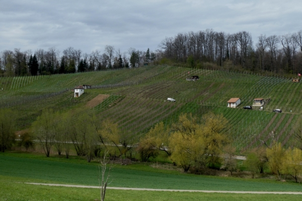 Rebenweg Aesch - Ettingen - Therwil