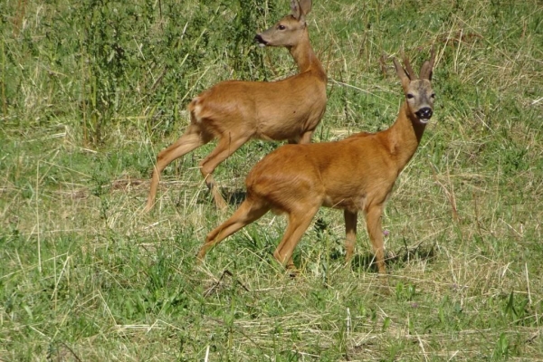 Hirnichopf und Hohrütigrat