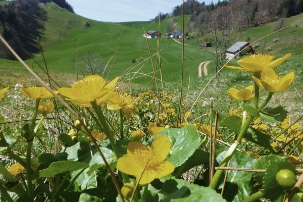 Frühling hell