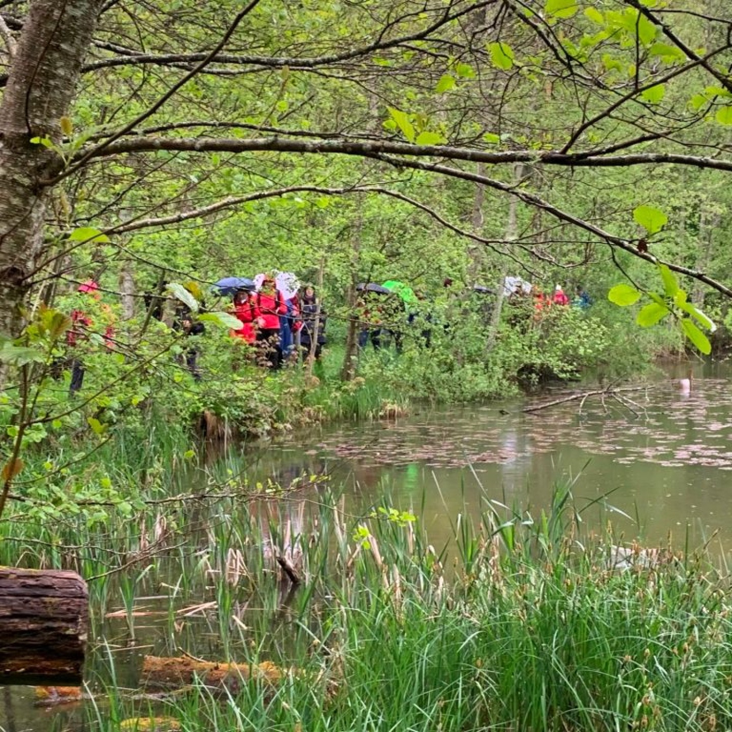 01_Idyllischer Weiher mitten im Wald