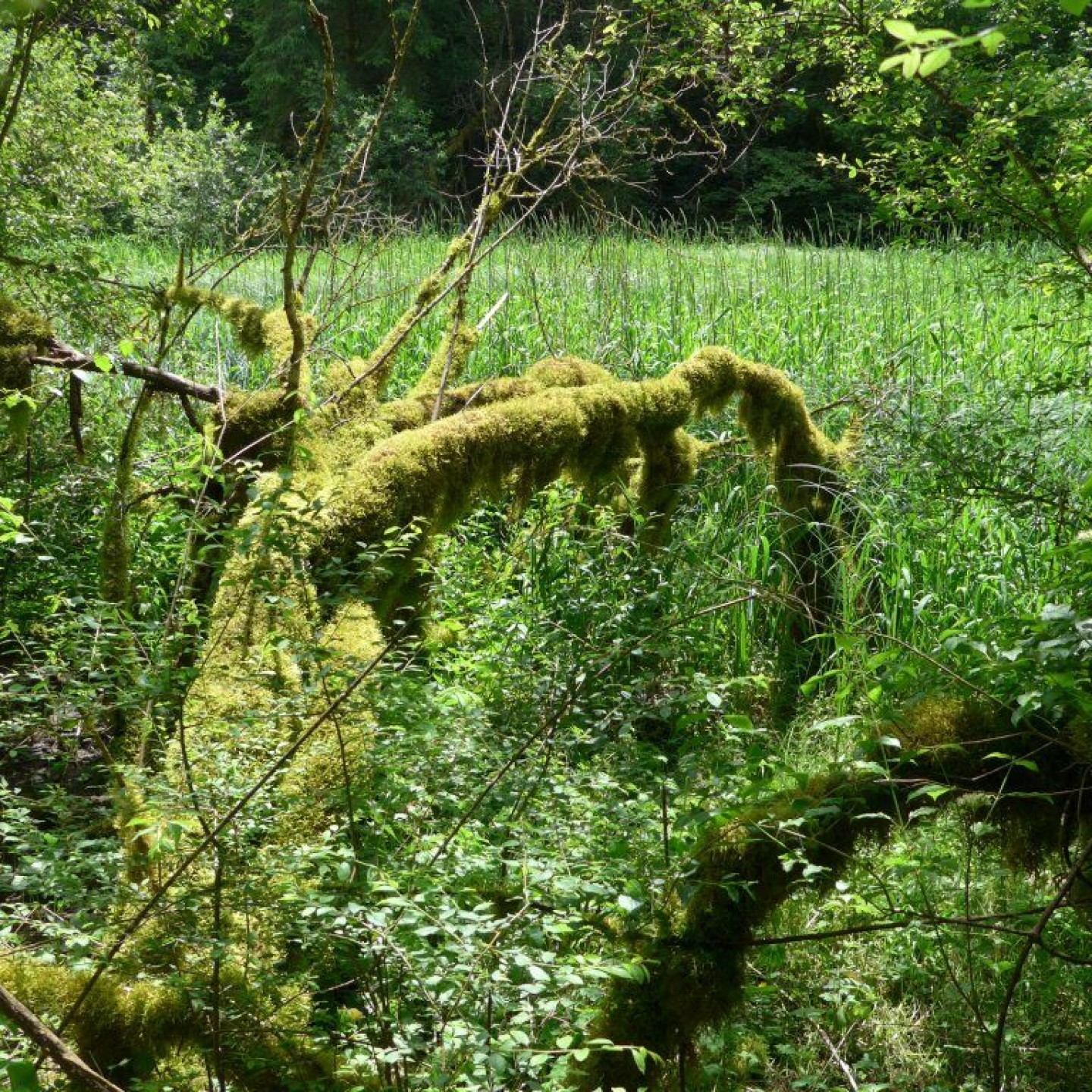 05_Mystisch und märchenhaft, die moosbewachsenen Bäume in der Combe Biaufond