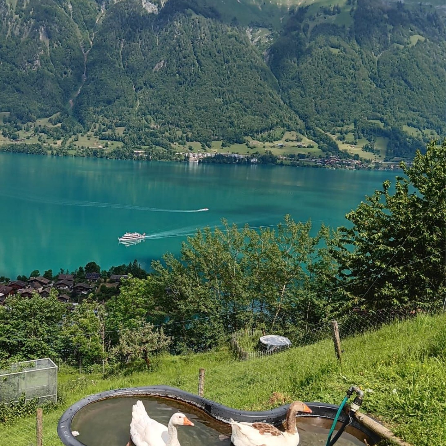 5 Gänsebad mit Aussicht auf den Brienzersee