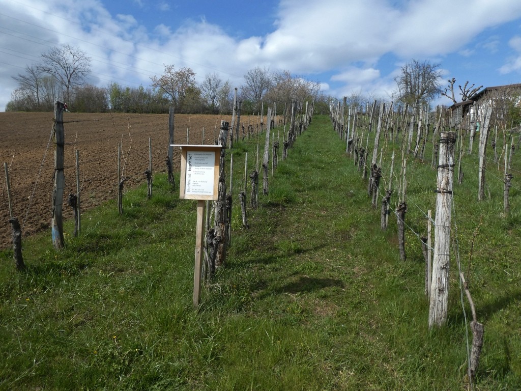 Im Rebberg Therwil sind nur noch wenige Parzellen bestockt, aber den Wein kann man auf dem Eigenhof trotzdem kaufen