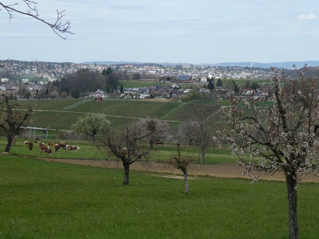 Der Blick reicht über den Rebberg Ettingen hinweg bis zum Schwarzwald