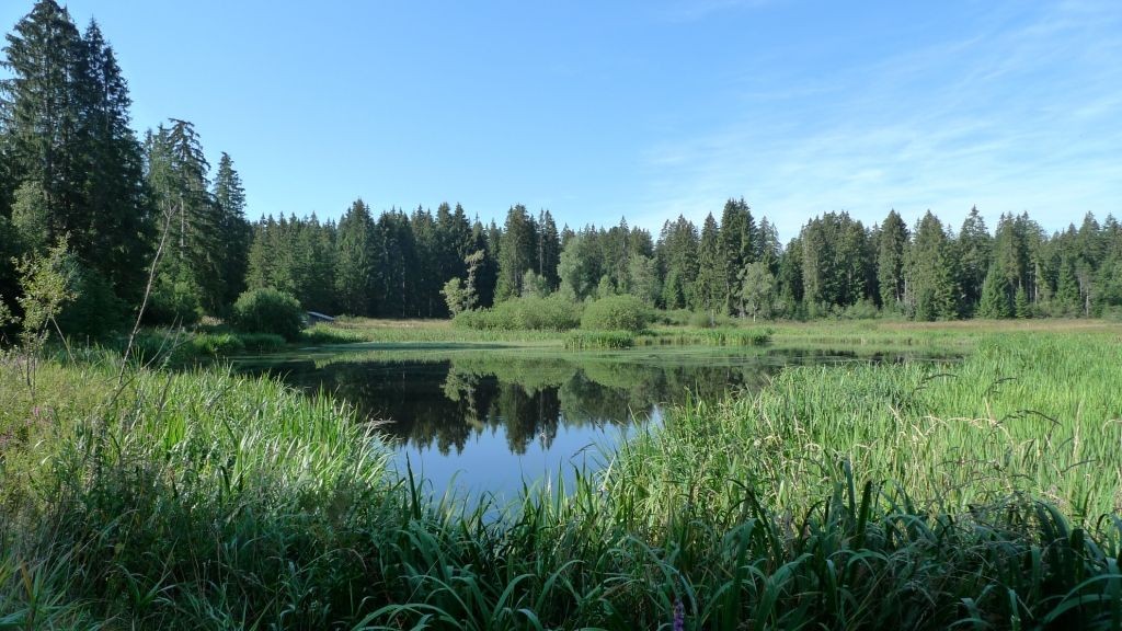 Im Naturschutzgebiet Wachseldornmoos