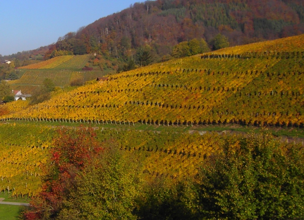 Rebberg Maisprach im Herbst