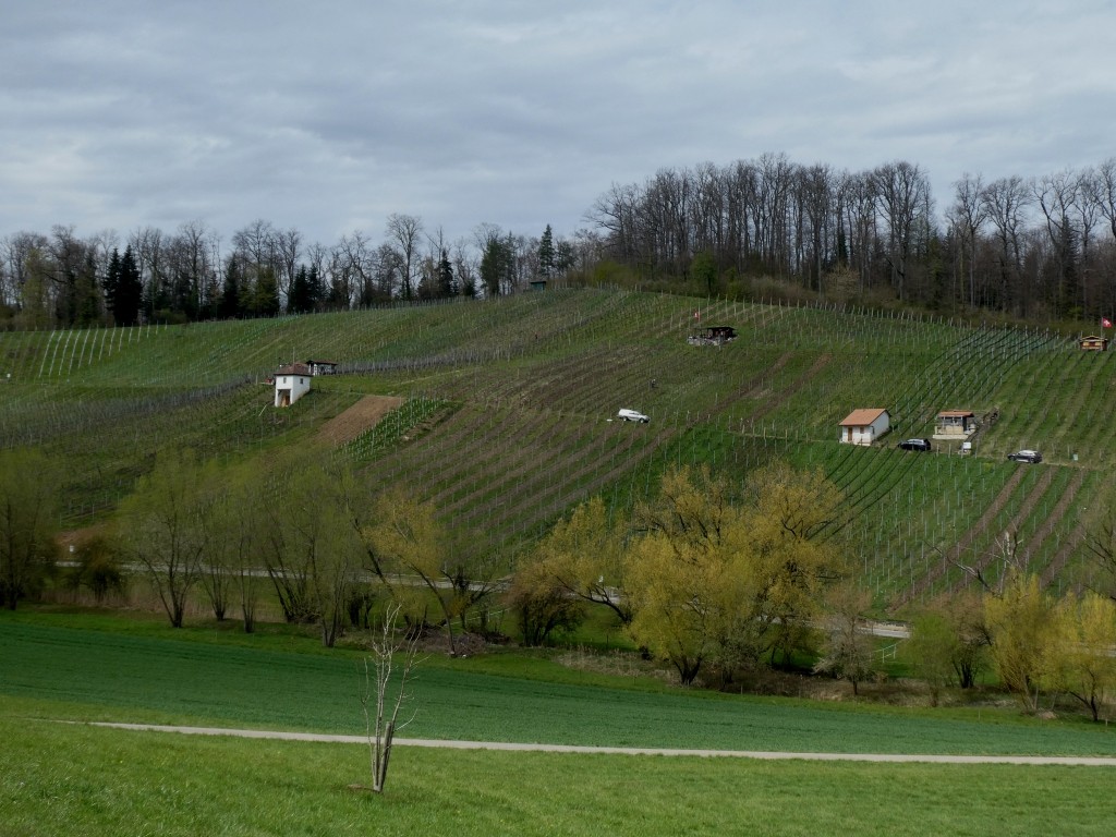 Die Reben am Klusberg sind optimal besonnt und geschützt