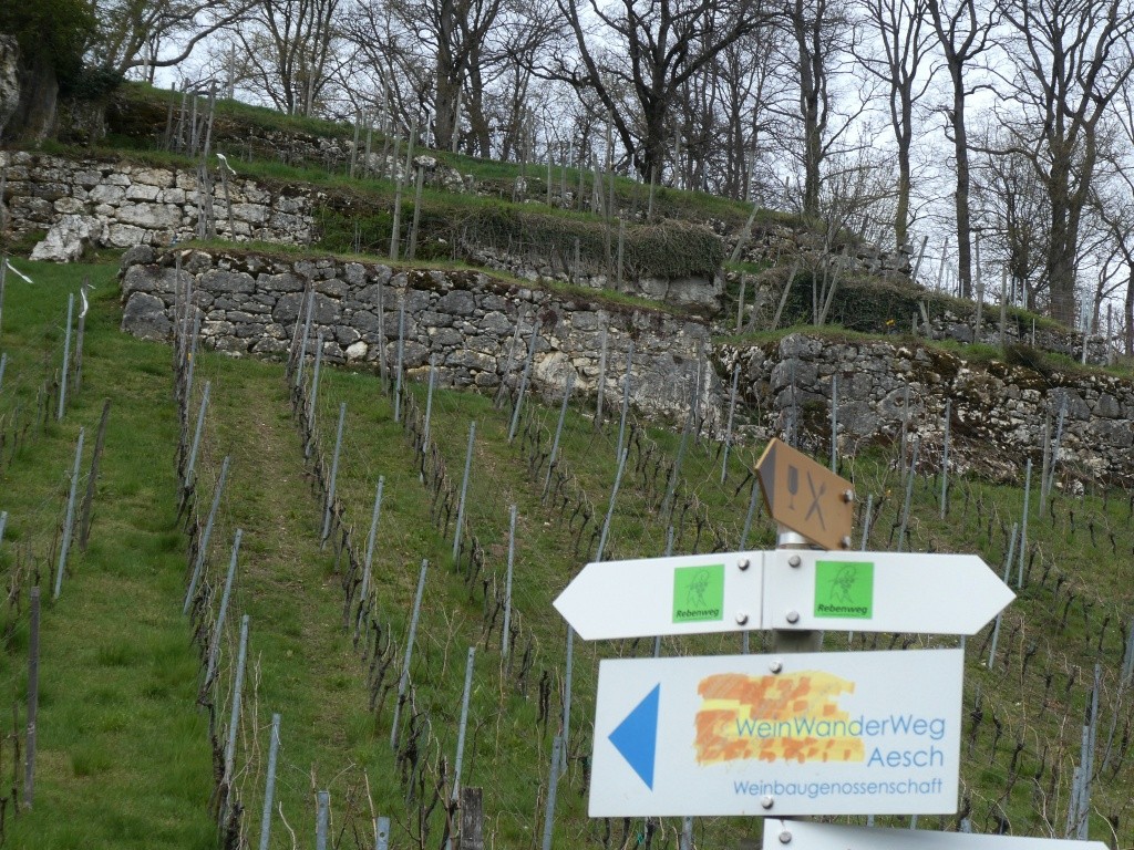 Der WeinWanderWeg Aesch vermittelt auf seinen Tafeln viele Informationen zum Weinbau