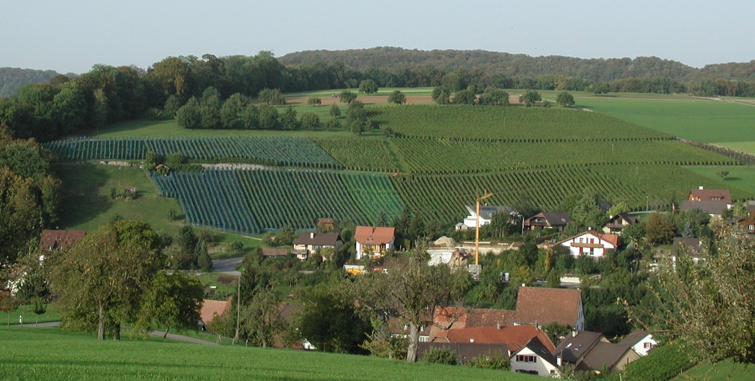 Rebberg Wintersingen